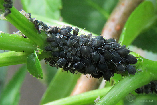 Pulgón negro de las habas