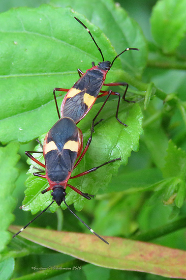 Red Bug