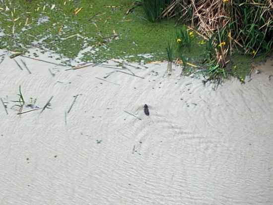 Coypu