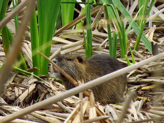 Coypu