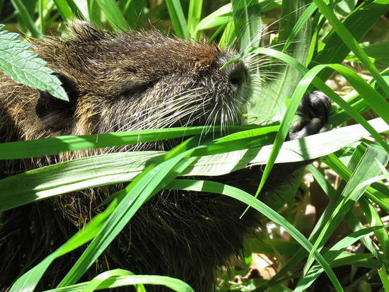 Coypu