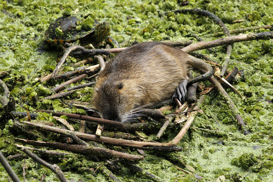 Coypu