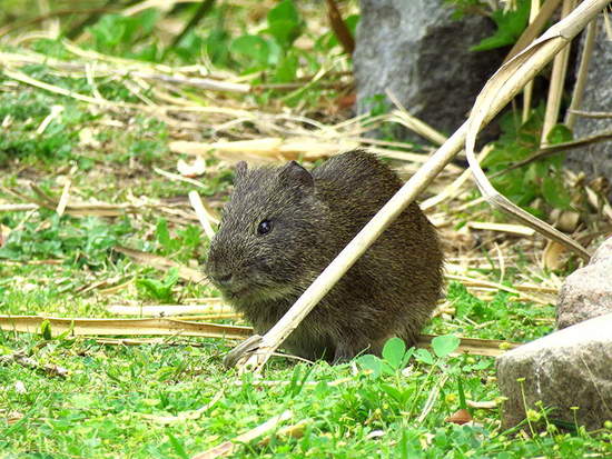 Pampas cavy