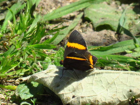 Lyssipoides metalmark