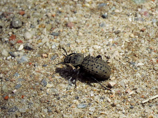 Escarabajo de arena