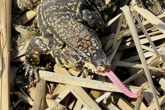 Black-and-white tegu lizard