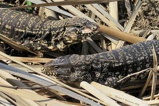 Black-and-white tegu lizard