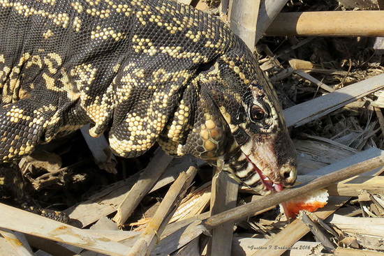 Black-and-white tegu lizard