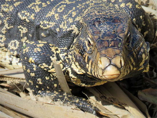 Black-and-white tegu lizard
