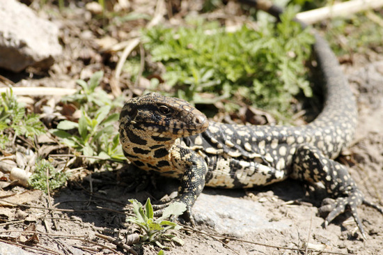 Black-and-white tegu lizard