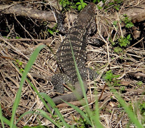 Black-and-white tegu lizard