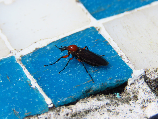 Mosca de marzo