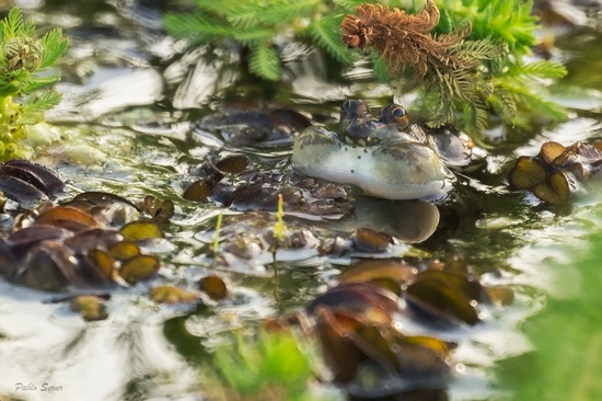 Lesser swimming frog
