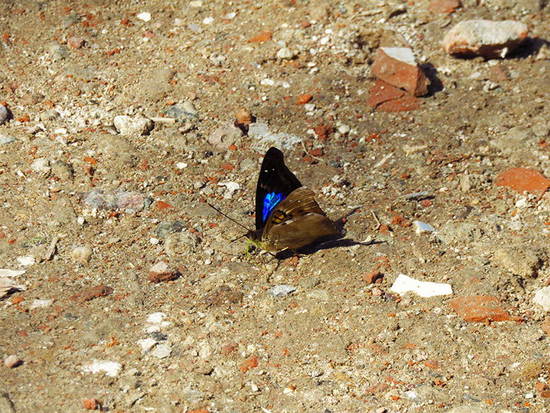 Laurentia Emperor