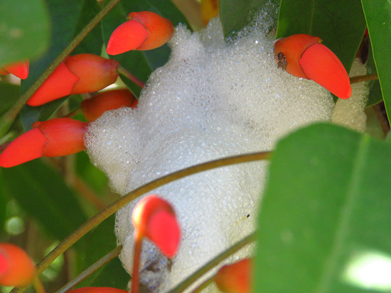 Chicharrita de la espuma