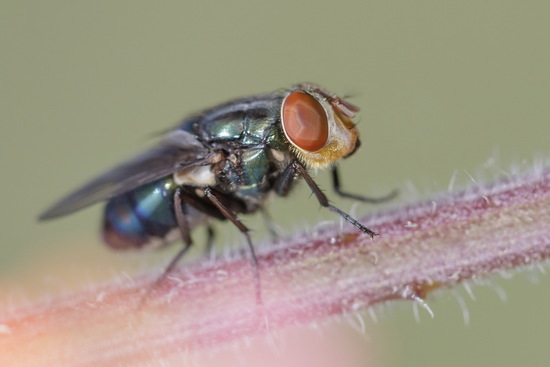 Mosca metalizada