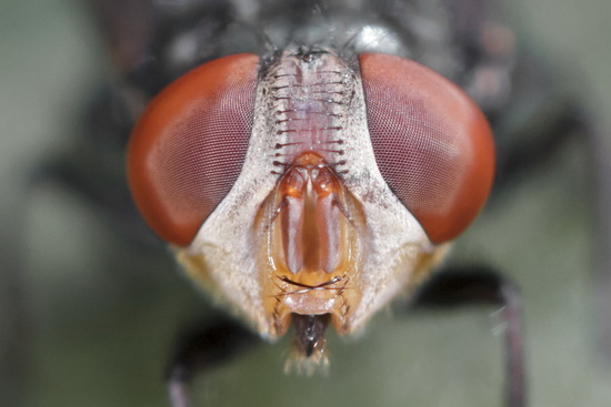 Mosca metalizada