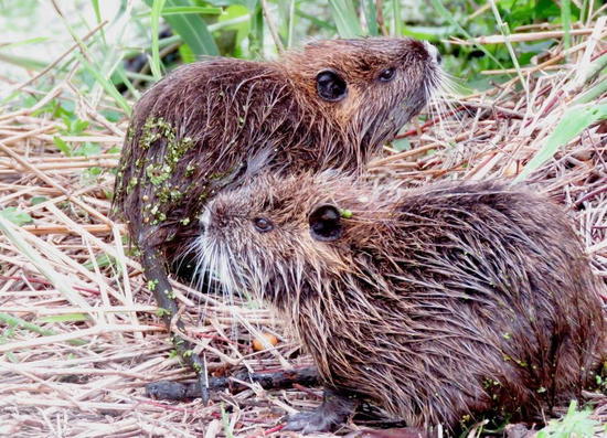 Coypu