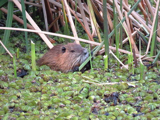 Coypu