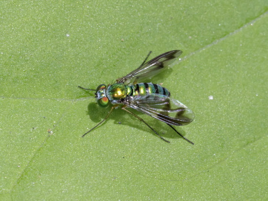 Mosca zancuda