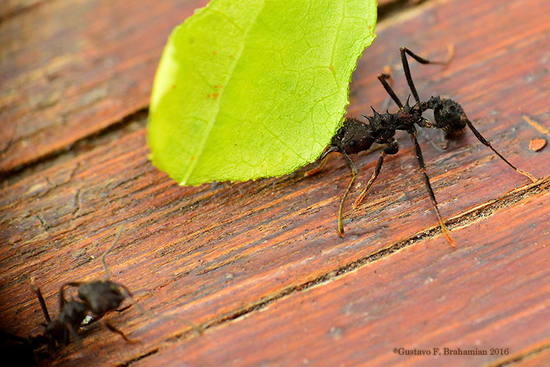 Hormiga cortadora de hojas