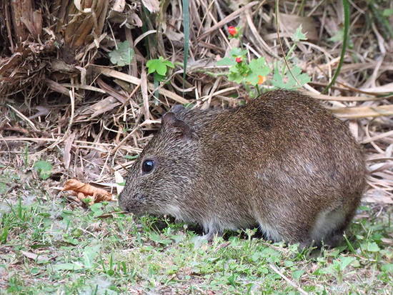 Pampas cavy
