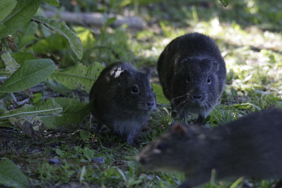 Pampas cavy