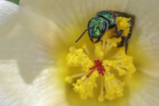 Sweat Bee