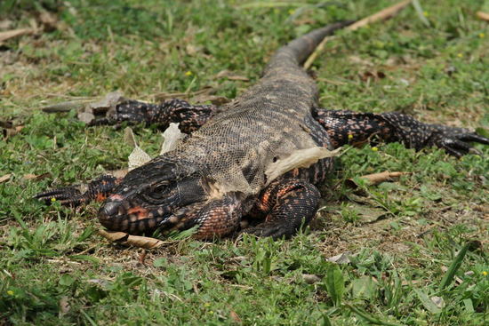 Lagarto overo