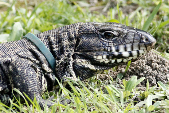 Black-and-white tegu lizard