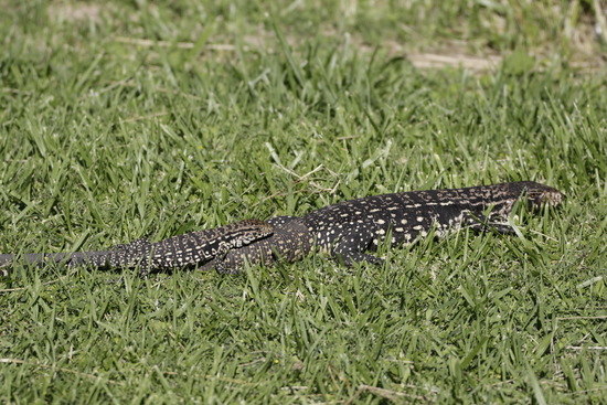 Black-and-white tegu lizard