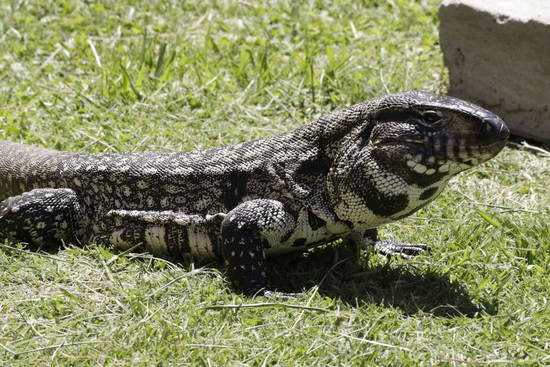Black-and-white tegu lizard