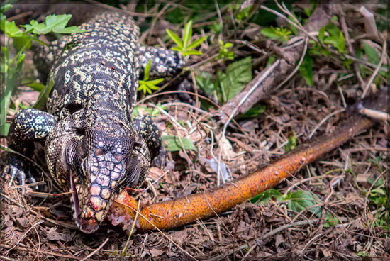 Black-and-white tegu lizard