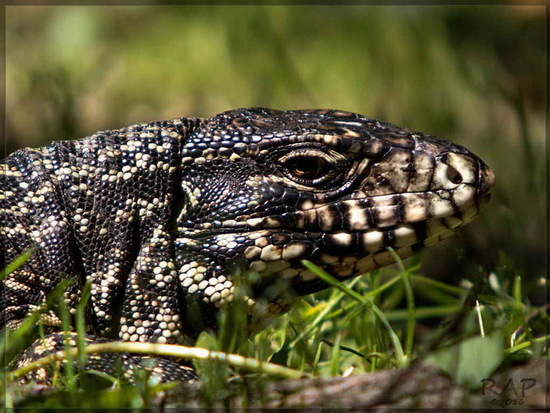 Lagarto overo