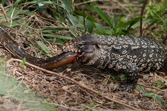 Black-and-white tegu lizard
