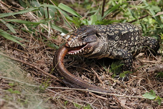 Black-and-white tegu lizard