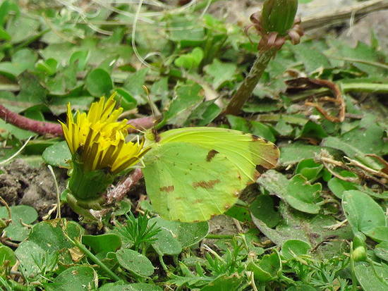 Common yellow
