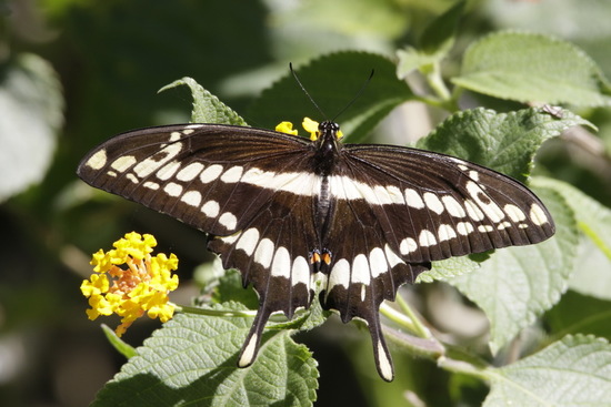 Thoas swallowtail