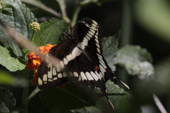 Thoas swallowtail