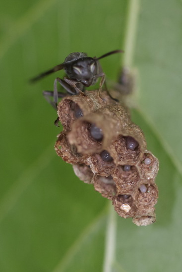 Paper wasp