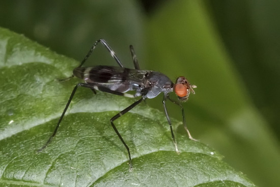 Mosca de patas largas
