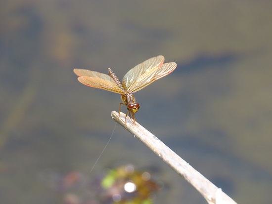 Libélula 