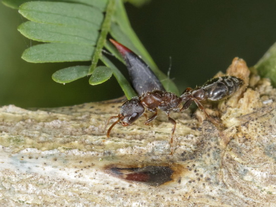 Hormiga