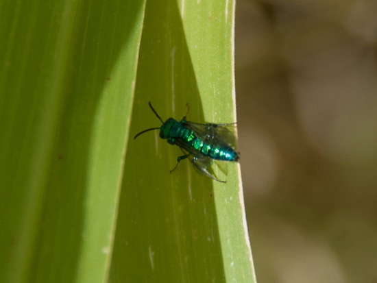 Abeja del sudor