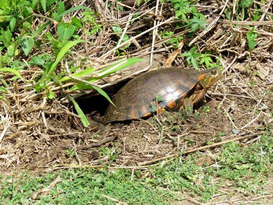 Painted turtle