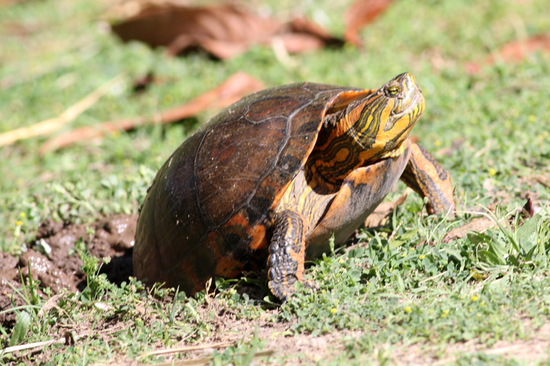 Painted turtle
