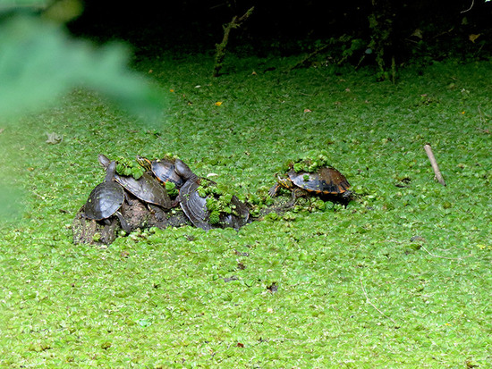 Painted turtle