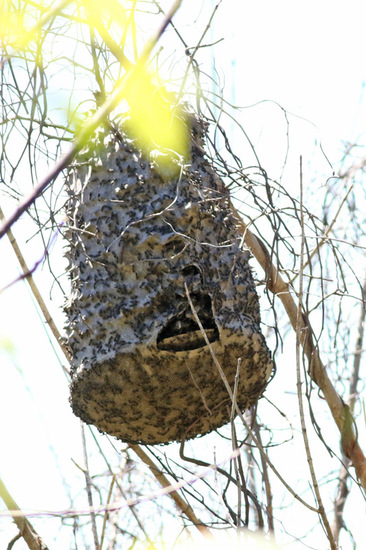 Camuati Wasp