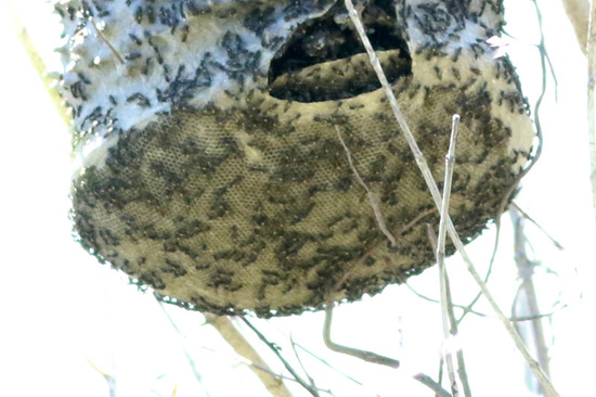 Camuati Wasp