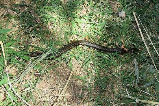 Culebra acuática común